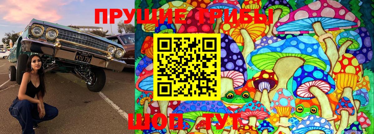 Псилоцибиновые грибы Psilocybe Киселёвск